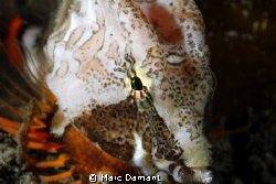 Colour Testure Dignity
Grunt Sculpin with extreme close ... by Marc Damant 